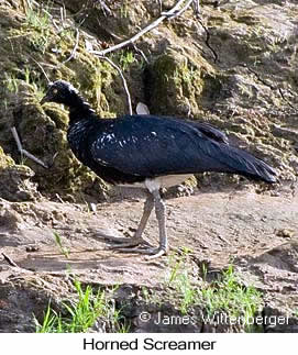 Horned Screamer - © James F Wittenberger and Exotic Birding LLC