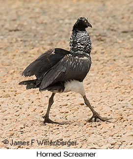 Horned Screamer - © James F Wittenberger and Exotic Birding LLC