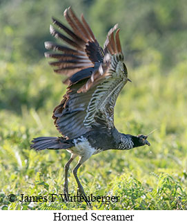 Horned Screamer - © James F Wittenberger and Exotic Birding LLC