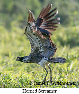 Horned Screamer - © James F Wittenberger and Exotic Birding LLC