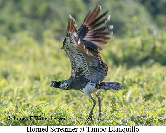 Horned Screamer - © James F Wittenberger and Exotic Birding LLC