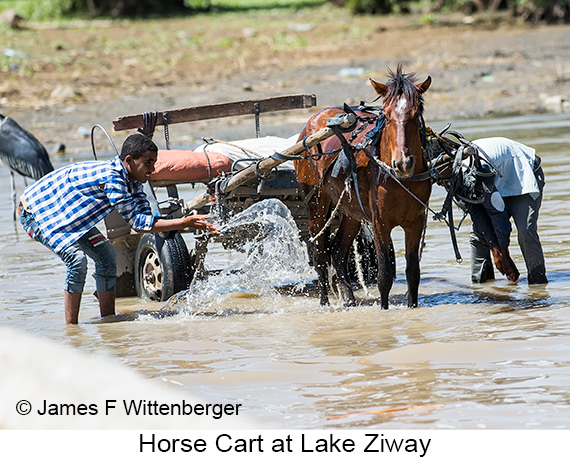 Horse - © James F Wittenberger and Exotic Birding LLC