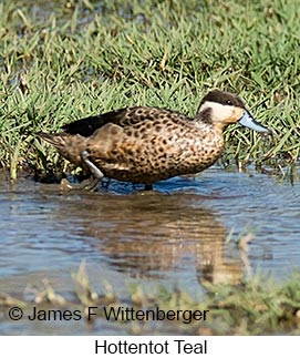 Hottentot Teal - &copy; James F Wittenberger and Exotic Birding LLC