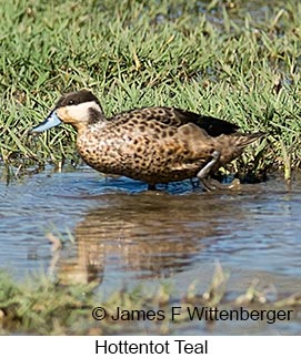 Hottentot Teal - © James F Wittenberger and Exotic Birding LLC