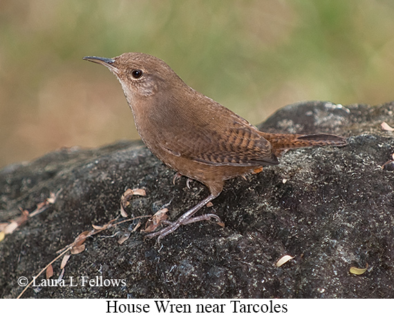 House Wren - © James F Wittenberger and Exotic Birding LLC