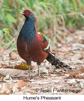 Hume's Pheasant - © James F Wittenberger and Exotic Birding LLC