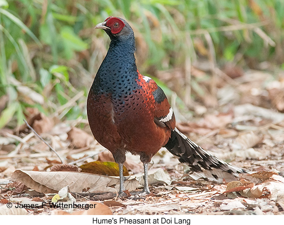 Hume's Pheasant - © James F Wittenberger and Exotic Birding LLC