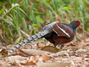 Hume's Pheasant - © James F Wittenberger and Exotic Birding Tours Hume's Pheasant - © James F Wittenberger and Exotic Birding Tours