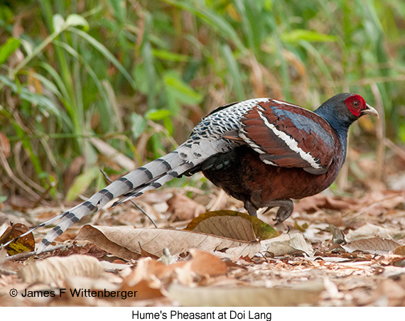 Hume's Pheasant - © James F Wittenberger and Exotic Birding LLC
