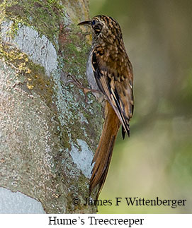 Hume's Treecreeper - &copy; James F Wittenberger and Exotic Birding LLC