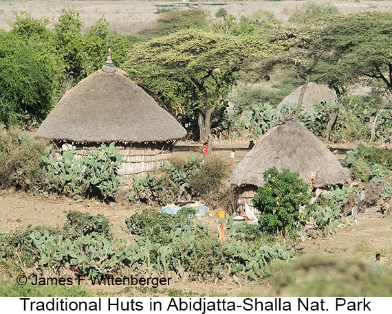 Huts - © James F Wittenberger and Exotic Birding LLC Huts - © James F Wittenberger and Exotic Birding LLC