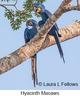 Hyacinth Macaw - © Laura L Fellows and Exotic Birding LLC