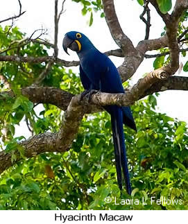 Hyacinth Macaw - &copy; Laura L Fellows and Exotic Birding Tours