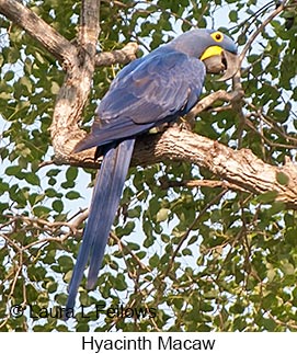 Hyacinth Macaw - © Laura L Fellows and Exotic Birding LLC