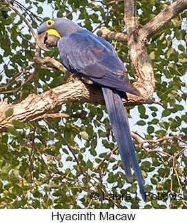 Hyacinth Macaw - © Laura L Fellows and Exotic Birding LLC Hyacinth Macaw - © Laura L Fellows and Exotic Birding LLC