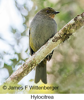 Hylocitrea - © James F Wittenberger and Exotic Birding LLC Hylocitrea - © James F Wittenberger and Exotic Birding LLC
