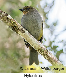 Hylocitrea - © James F Wittenberger and Exotic Birding LLC