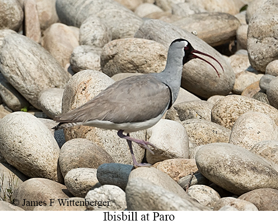 Ibisbill - © James F Wittenberger and Exotic Birding LLC Ibisbill - © James F Wittenberger and Exotic Birding LLC