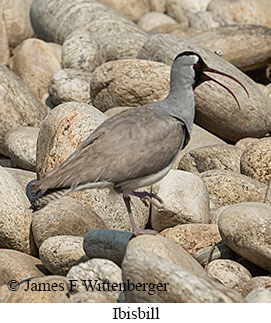 Ibisbill - &copy; James F Wittenberger and Exotic Birding LLC