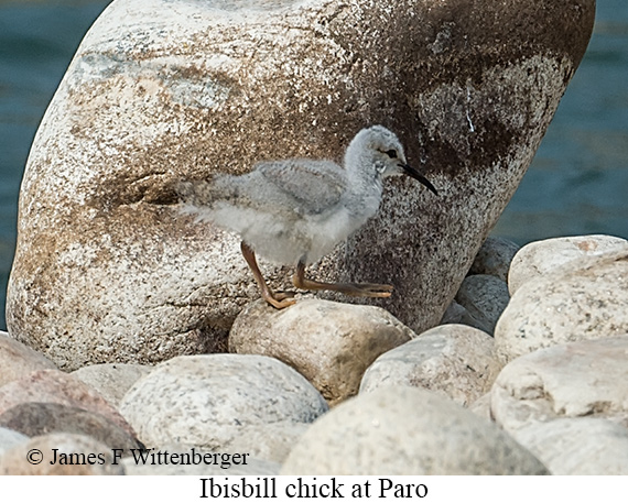Ibisbill - © James F Wittenberger and Exotic Birding LLC