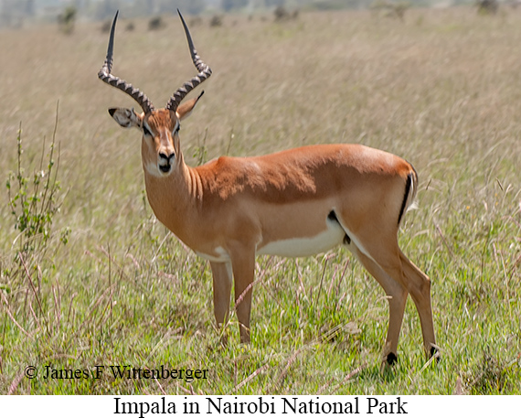 Impala - © James F Wittenberger and Exotic Birding LLC