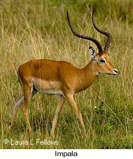 Impala - © Laura L Fellows and Exotic Birding Tours Impala - © Laura L Fellows and Exotic Birding Tours