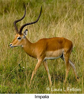 Impala - © Laura L Fellows and Exotic Birding LLC