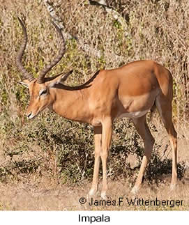 Impala - © James F Wittenberger and Exotic Birding LLC