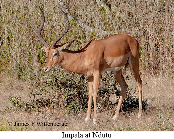 Impala - © James F Wittenberger and Exotic Birding LLC