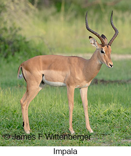 Impala - © James F Wittenberger and Exotic Birding LLC