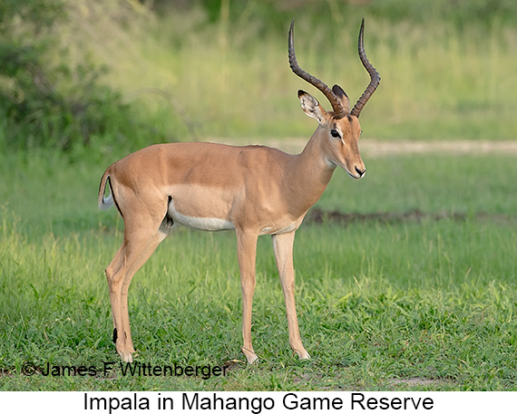 Impala - © James F Wittenberger and Exotic Birding LLC
