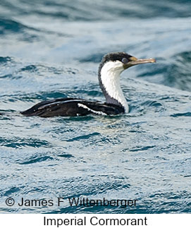 Imperial Cormorant - © James F Wittenberger and Exotic Birding LLC Imperial Cormorant - © James F Wittenberger and Exotic Birding LLC