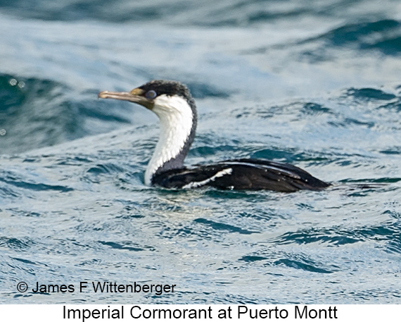 Imperial Cormorant - © James F Wittenberger and Exotic Birding LLC Imperial Cormorant - © James F Wittenberger and Exotic Birding LLC