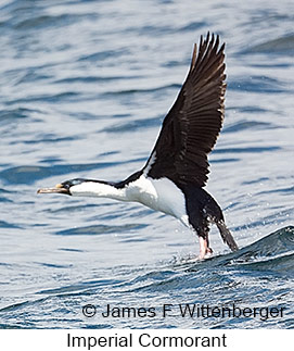 Imperial Cormorant - © James F Wittenberger and Exotic Birding LLC
