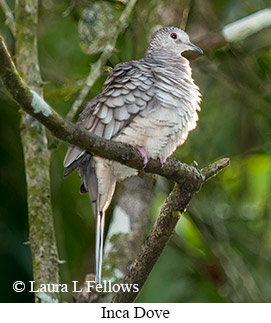 Inca Dove - © Laura L Fellows and Exotic Birding LLC