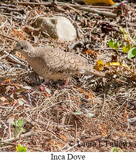 Inca Dove - © Laura L Fellows and Exotic Birding LLC