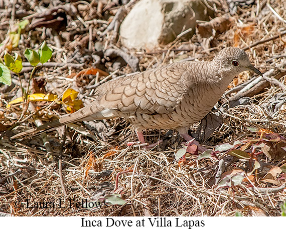 Inca Dove - © Laura L Fellows and Exotic Birding LLC