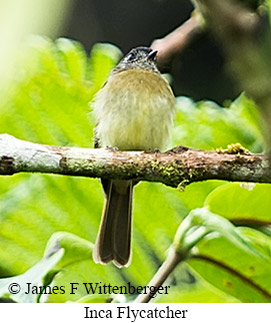 Inca Flycatcher - &copy; James F Wittenberger and Exotic Birding LLC