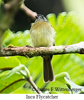 Inca Flycatcher - &copy; James F Wittenberger and Exotic Birding LLC