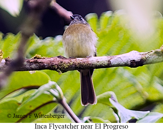 Inca Flycatcher - &copy; James F Wittenberger and Exotic Birding LLC