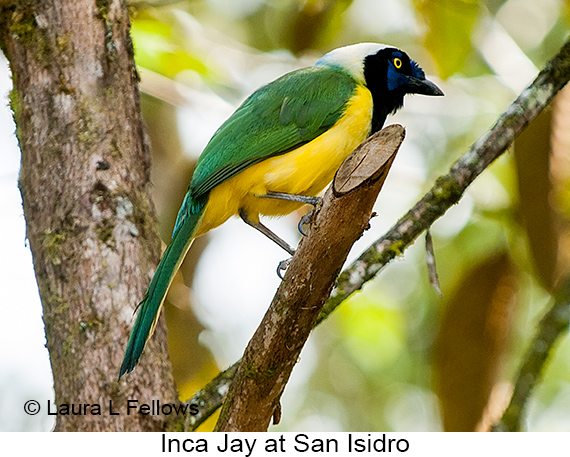 Inca Jay - © Laura L Fellows and Exotic Birding LLC