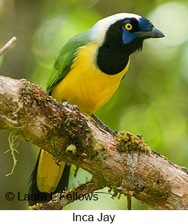 Inca Jay - © Laura L Fellows and Exotic Birding LLC