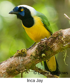Inca Jay - © Laura L Fellows and Exotic Birding LLC