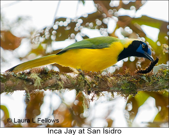 Inca Jay - © James F Wittenberger and Exotic Birding LLC Inca Jay - © James F Wittenberger and Exotic Birding LLC