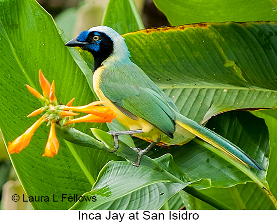 Inca Jay - © James F Wittenberger and Exotic Birding LLC