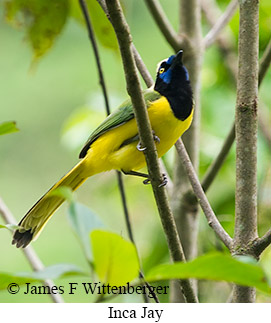 Inca Jay - &copy; James F Wittenberger and Exotic Birding LLC