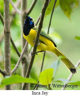 Inca Jay - &copy; James F Wittenberger and Exotic Birding LLC