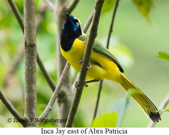 Inca Jay - &copy; James F Wittenberger and Exotic Birding LLC