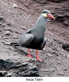 Inca Tern - © Laura L Fellows and Exotic Birding LLC