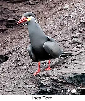 Inca Tern - © Laura L Fellows and Exotic Birding LLC